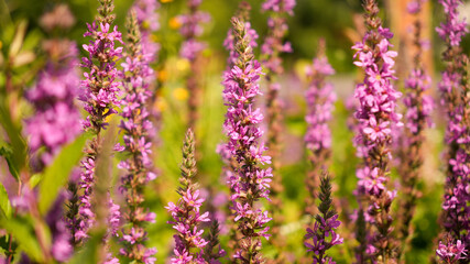 field of purple flowers Lythrum salicaria