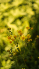 Obraz premium yellow flowers in the field Jacobaea erucifolia