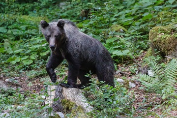 orso solitario nella foresta selvaggia