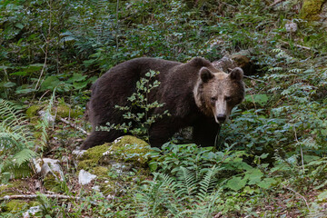 orso solitario nella foresta selvaggia