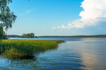 Peaceful lakeshore with reeds and distant island under blue sky