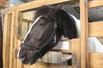 A black and white horse in a stall. 2026 symbol side view. Horse
