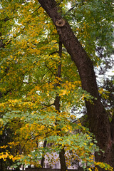 autumn in the park