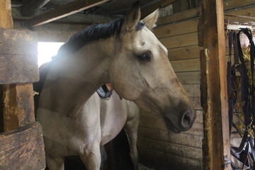 white Puro Sangue Lusitano horse with dark mane, close-up. Symbol of 2026
