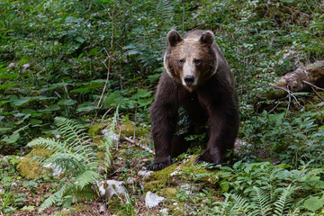 WILD BEAR IN THE FOREST