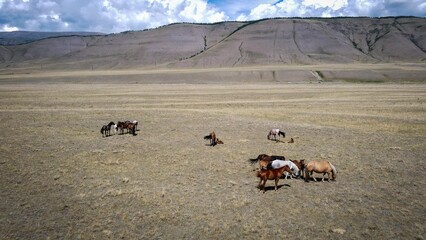 Aerial view of horses in Altai steppe, Russia
