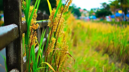 A fence with a bunch of yellow flowers growing on it. The flowers are in the foreground and the background is a field of rice