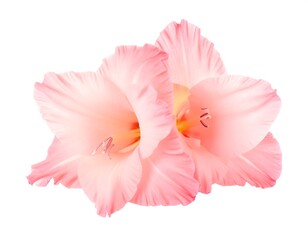 Close-up of two pale pink gladiolus blossoms