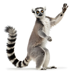 Obraz premium A ring tailed lemur standing on its hind legs with one arm raised on a white background looking forward