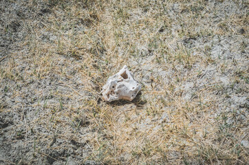 The remains of animal bones and cartilage lie on the grass
