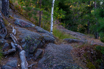 Rocky forest hillside with tree roots and birch in evening light