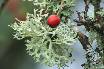 Fruticose lichen with red berry on branch