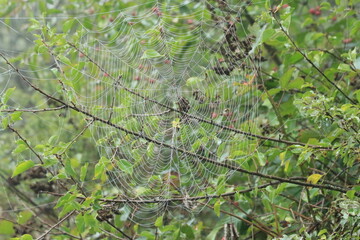 Dew covered spider web on green branches