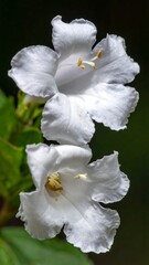 Close-up of two white flowers