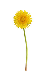 Beautiful yellow dandelion flower isolated on white or transparent background