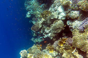 Photo of coral reef in Sharm El Sheik