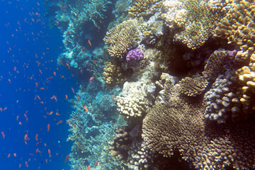 Photo of coral reef in Sharm El Sheik