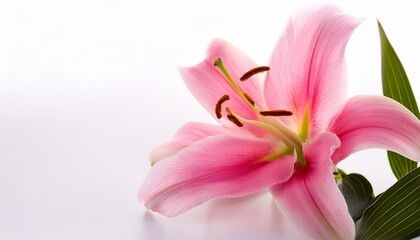 Fototapeta premium Beautiful Pink Lily On A White Background