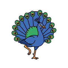 Vibrant blue peacock displaying its magnificent fanned tail feathers isolated on white background