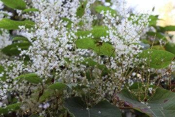 Japanese knotweed (Fallopia japonica) with white flowers and heart-shaped leaves — botanical...