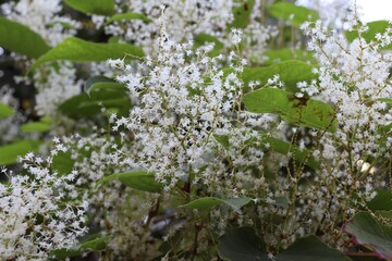 Japanese knotweed (Fallopia japonica) with white flowers and heart-shaped leaves — botanical photo for ecological research, gardening blogs, educational materials, and content about invasive plants