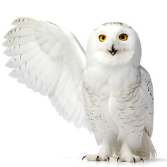 Fototapeta premium Cheerful Snowy Owl Spreading Wings