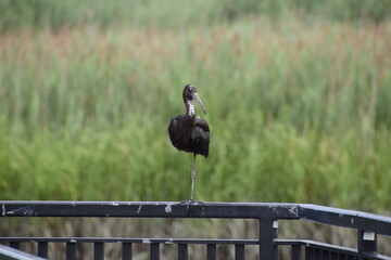 Glossy Ibis