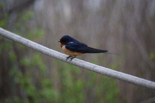 Barn Swallow