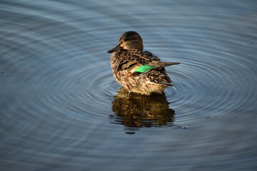 Green Winged Teal