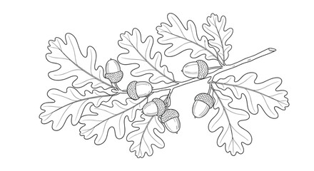 An illustration of a branch with oak leaves and acorns.