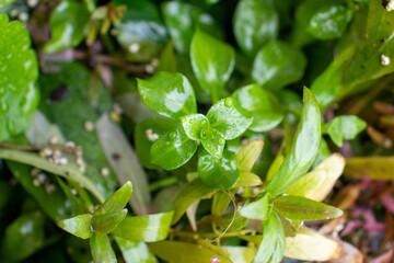 An overhead close-up of vibrant green aquatic plant sprouts exhibiting their natural growth pattern. Tiny water droplets cling to the leaves, suggesting a recent 