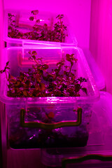 Several plastic containers filled with young aquatic plants are illuminated by vibrant pink grow lights. This setup is designed for efficient and rapid cultivation of plants intended for