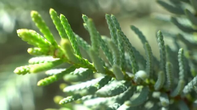 Vibrant New Growth on a Sun-Kissed Conifer Branch Gently Swaying in the Breeze.