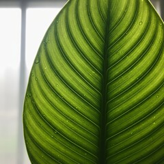 Close-up of a vibrant green leaf with intricate vein patterns, backlit by soft light.