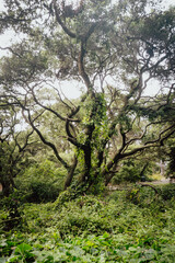 View of a large tree covered in vines amidst a dense green forest with many branches and foliage