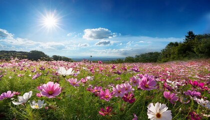 Obraz premium Vibrant Cosmos Meadow Under A Bright Blue Sky Bathed In Sunlight With Soft Petal Shadows Evoking Joy And Serene Natural Beauty