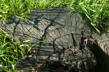 Top view of an old rotten tree stump with visible growth rings and wood texture, surrounded by green grass