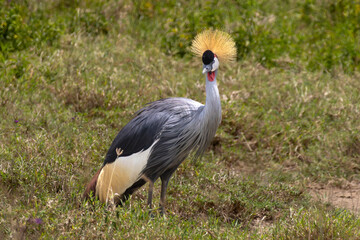 Fototapeta premium Grey Crowned Crane standing majestically in the short grassy savanna of Lake Nakuru National Park Kenya