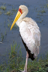 Yellow-billed stork standing alertly in the shallow water of a kenyan lake