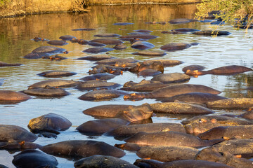 Hippos packed tightly resting in a river at golden hour in Serengeti National Park