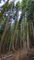 A dirt path winding through a dense forest of tall trees reaching towards the sky on a cloudy day view