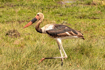 Juvenile Saddle-billed Stork walking and foraging in the grasslands of Amboseli National Park Kenya