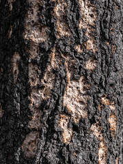 Close up shot of a tree trunk with damaged bark showing light inner wood and dark outer texture surface