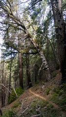 A dirt trail winds through a dense forest with tall trees and a large leaning tree on a sunny day outdoors