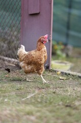 Fototapeta premium Close-up of a Loman Brown hen in a yard, standing proudly. Graceful, serious, and beautiful domestic chicken in natural environment