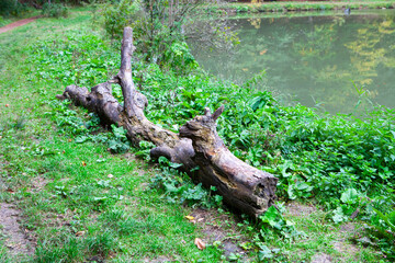 Old fallen tree in the park on the bank of the river.