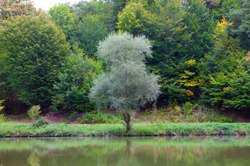 Willow tree on the bank of the river in the autumn forest