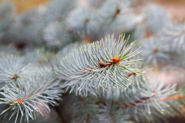 Pine tree branch with needles close-up. Christmas background.