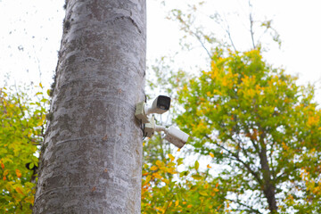 security camera on a tree in the park, outdoor photography