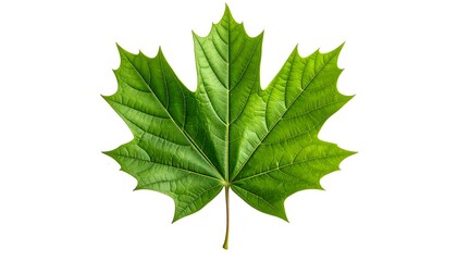 Fototapeta premium Close-up of vibrant green maple leaf